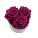 Velvet Plum Спящие Розы в керамической светлой вазочке