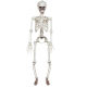 Skelett, 76cm