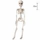 декоративный Скелет, 40см